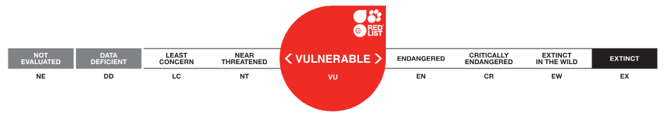Vulnerable (VU)